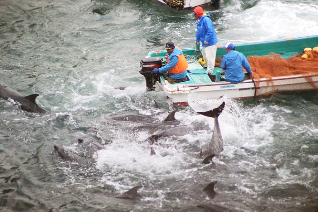 Dolphins are trapped in the cove during the selection process. Photo: Sea Shepherd Conservation Society