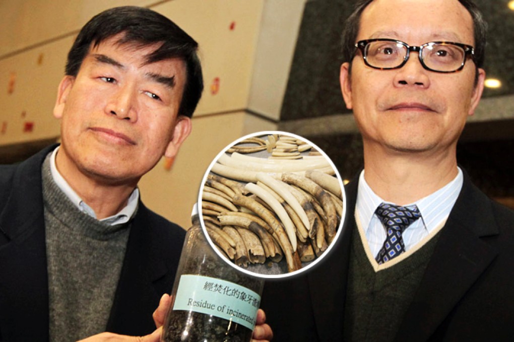 Paul Shin Kam-shing (left) and assistant director (conservation) Chan Yiu-keung held the sample of the incinerated ivory sample. The city has made a number of large seizures of ivory (inset) in recent years amid a growing demand in mainland, Customs officers said. Photos: Thomas Yau and David Wong