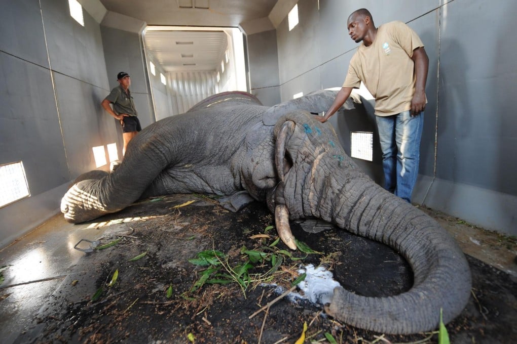 Members of the International Fund for Animal Welfare tranquillise an elephant before the 10-hour drive to Assagny National Park. Photo: EPA