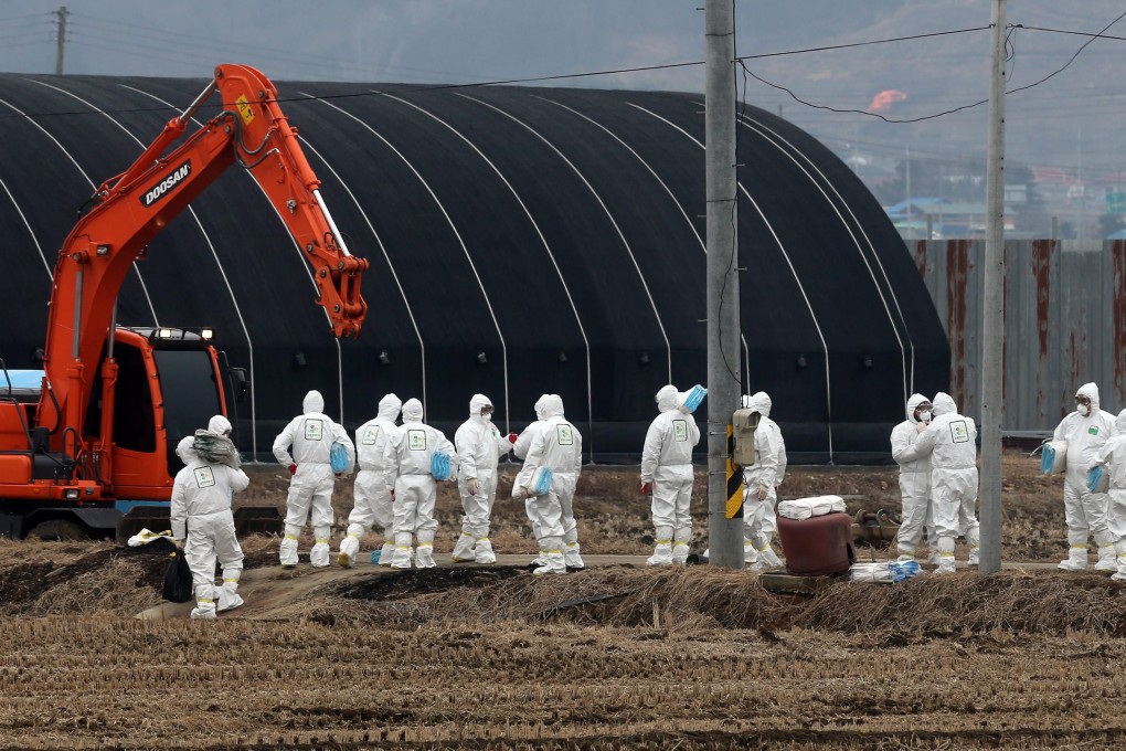 South Korea has imposed a 12-hour lockdown on poultry farms in three provinces to curb a spreading bird flu outbreak. Photo: EPA