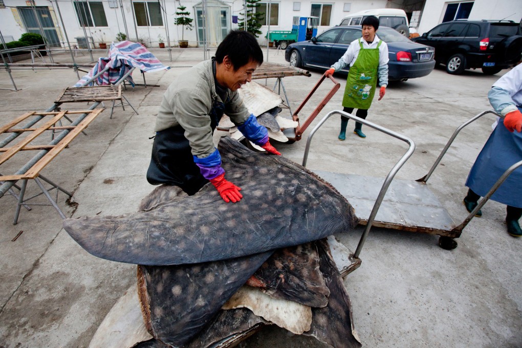 Whale shark fins are dried and stacked for export in a processing plant in Puqi, Zhejiang Province. Photo: WildLifeRisk