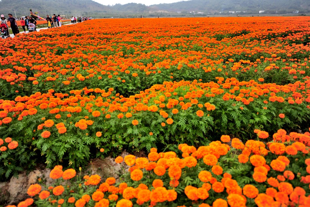 Tourists walk in the sea of flowers at a scenic area in Sanya City, south China's Hainan Province. Photo: Xinhua