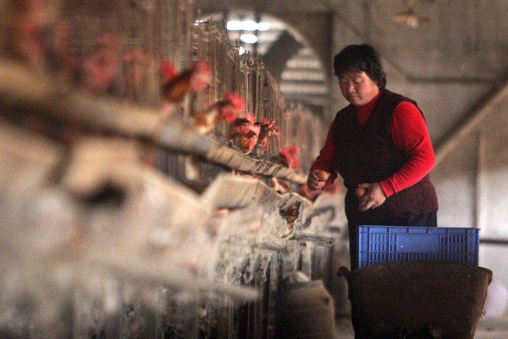 A farm worker collects eggs from a chicken coop in Jiangsu province. Photo: Bloomberg