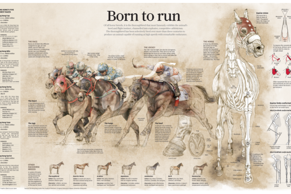 Born to run: Anatomy of a thoroughbred