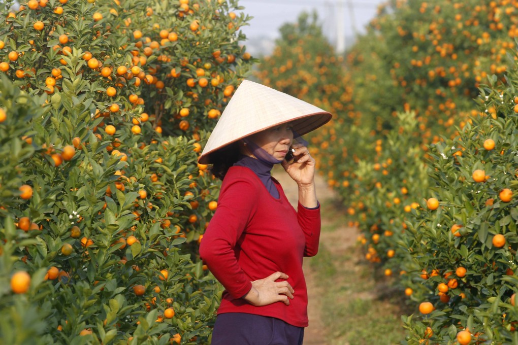 A woman uses a mobile phone near kumquat trees. Kumquats are used for decorations during the Vietnamese "Tet" or Lunar New Year festival. Photo