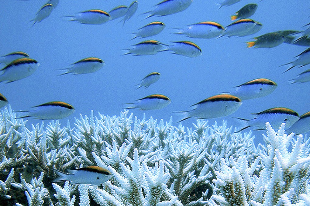 Australia's Great Barrier Reef is full of endangered marine life. Photo: Reuters