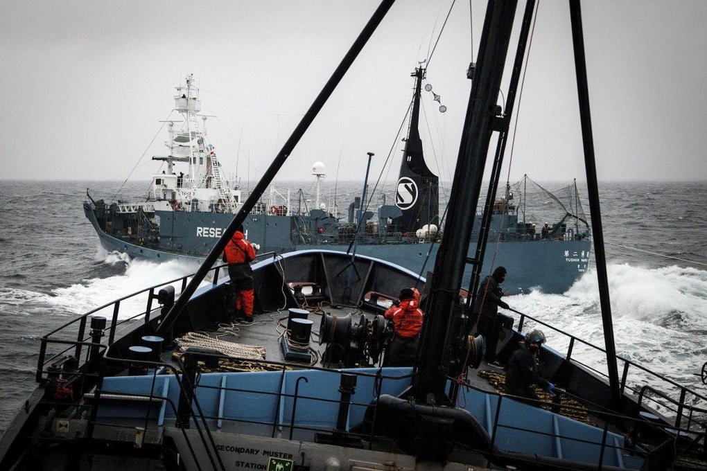 A shot across the bow: Japanese whaling ship Yushin Maru No 2 crosses in front of the bow of the Sea Shepherd vessel Steve Irwin yesterday. Photo: Reuters