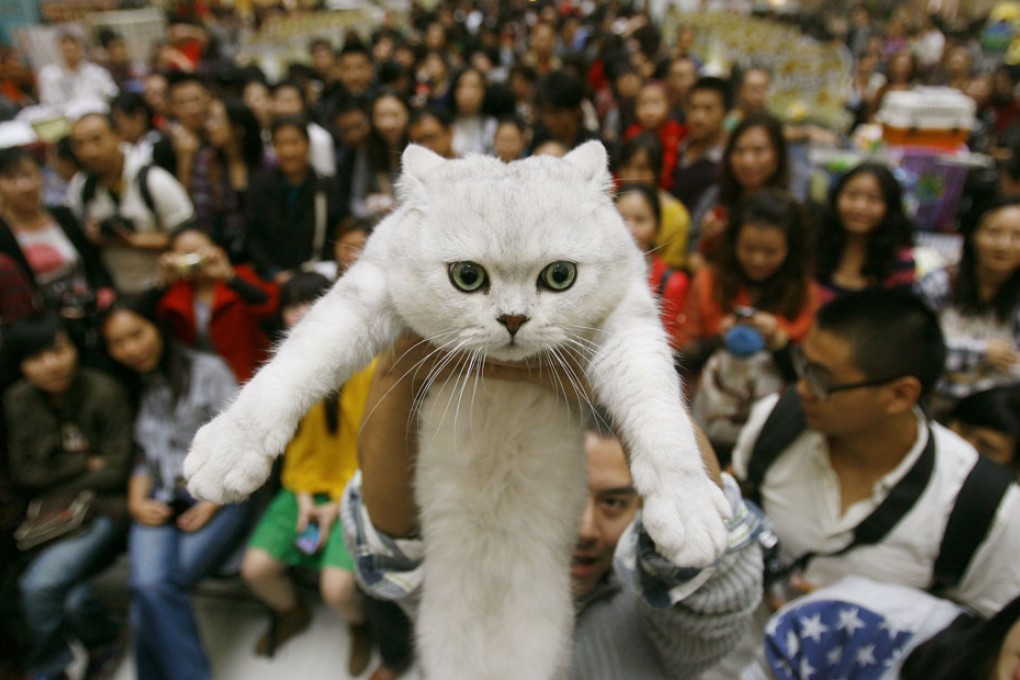 A cat exhibition in Wuhan, Hubei, draws crowds. Pet ownership in China is growing rapidly. Photo: AFP