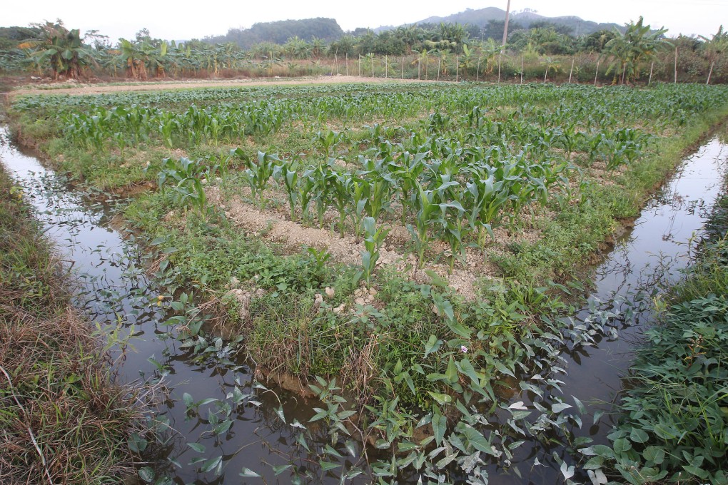 An organic farm in Sheung Shui