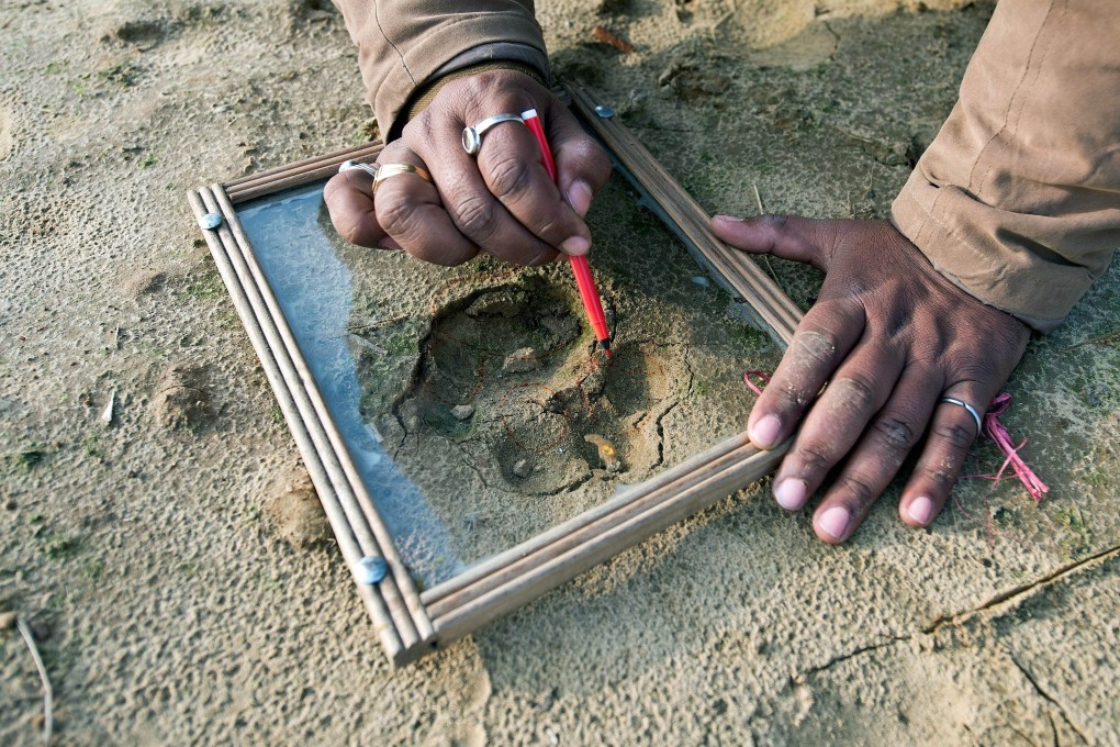 A forest guard draws pugmarks on a glass in the forest near the village of Barahpur village in Bijnor District, which may help in the hunt for a tiger believed to have killed several people. Photo: AFP