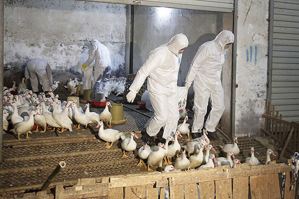 Health officials cull ducks in Zhuji, Zhejiang province. Photo: Reuters