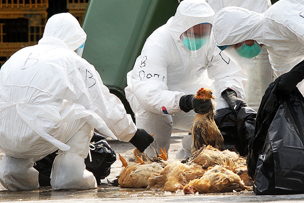 Health workers in full protective gear pick up chicken carcasses after they were suffocated by carbon dioxide at a wholesale poultry market in Cheung Sha Wan. Photo: Felix Wong