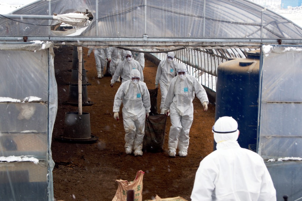 Soldiers are mobilised to cull poultry at a farm in Gochang, south of Seoul. Photo: EPA