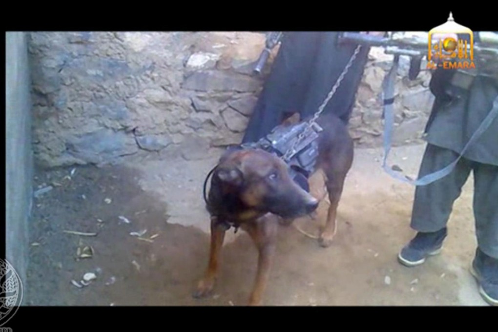 The dog In a still from the Taliban video. Photo: AFP