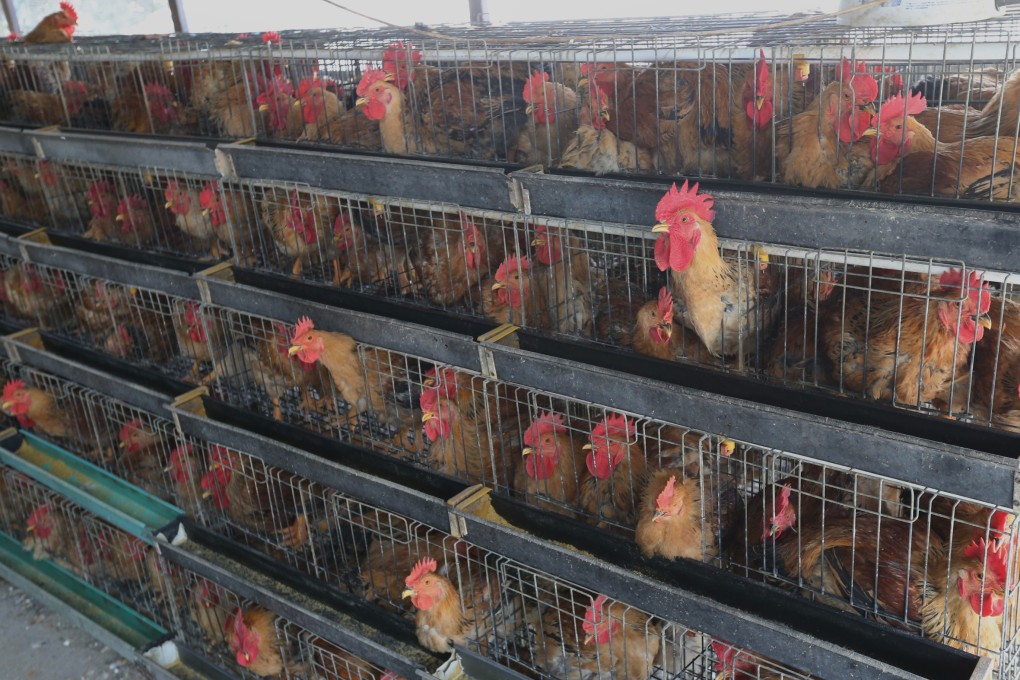 There have been at least 290 confirmed human H7N9 cases and 66 deaths in the mainland, Hong Kong and Taiwan.