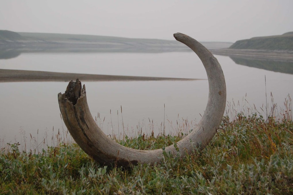 Disappearance of wildflowers may have doomed giant animals of Ice Age