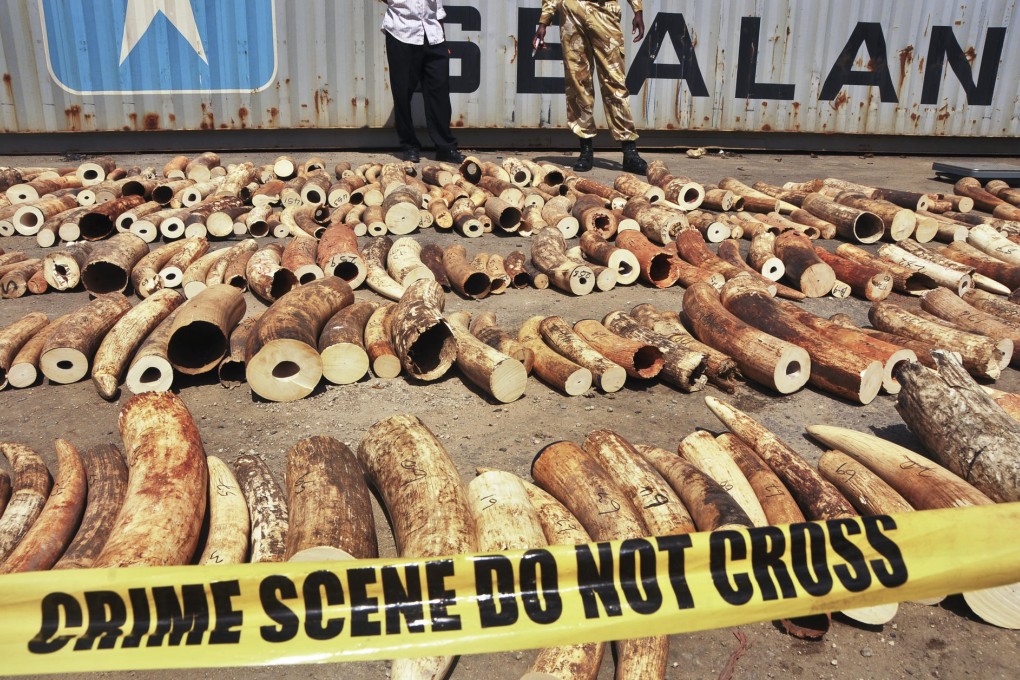 The alleged head of an ivory-smuggling ring has been arrested in Kenya and extradited to China. Photo: AP