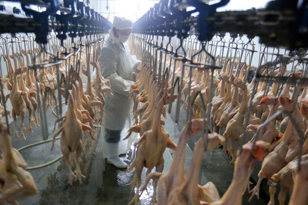 Containing bird flu viruses a life and death battle in China