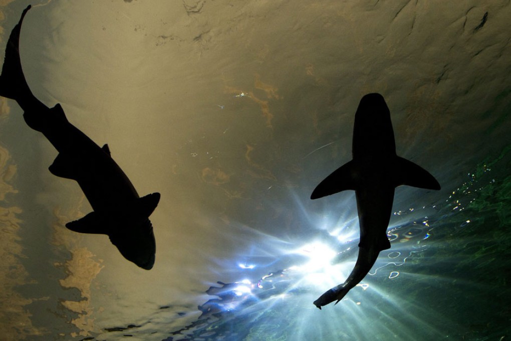 Surfer escapes shark by punching it in face in New Zealand