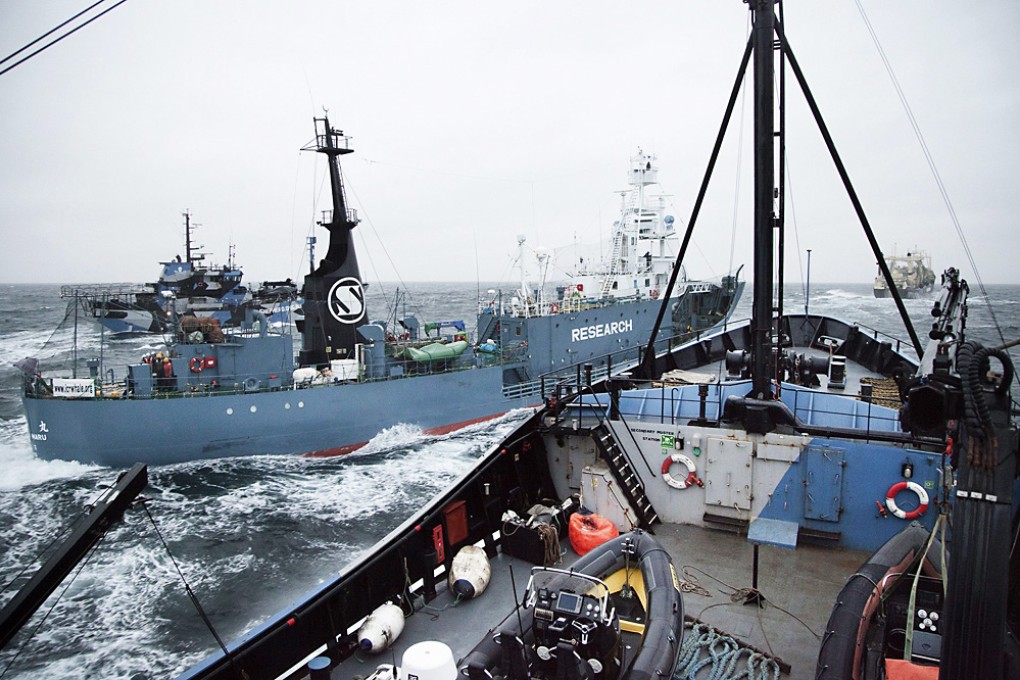 Last week, a Japanese whaling ship (left) and a second Sea Shepherd boat collided off Antarctica, with both sides blaming each other for the crash. Photo: AFP