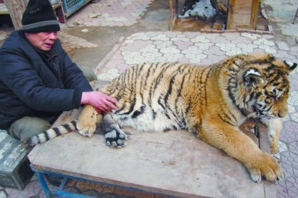 A photo from news site Takungpao.com shows the man with the tiger, which was born with deformities but has managed to walk under his care. Photo: SCMP