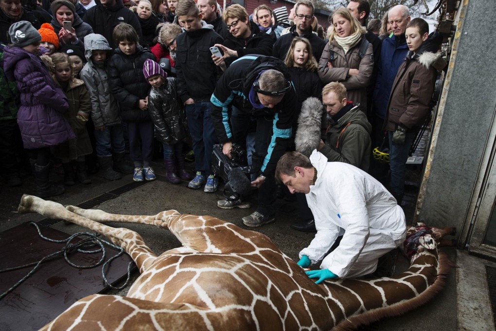 Schoolchildren gather to watch as a veterinary surgeon carries out an autopsy on the 18-month-old giraffe in Copenhagen. Photo: AFP