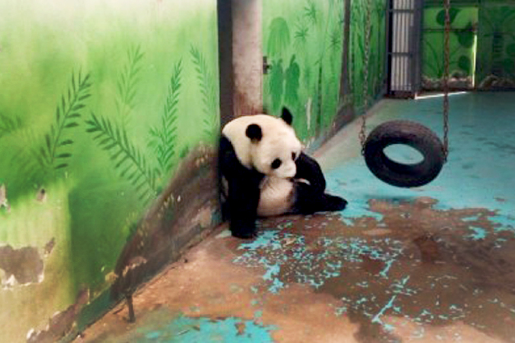 A screenshot from Sina Weibo shows one of the pandas at Zhengzhou zoo sitting in a dirty play pen. Photo: SCMP