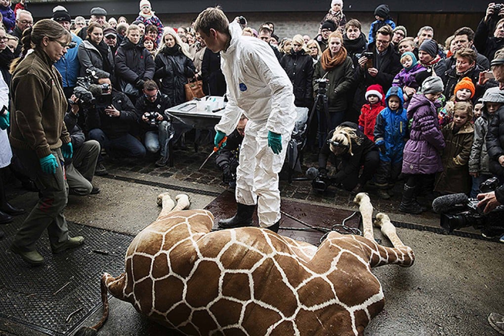 Visitors look on as a veterinarian prepares to dismember the giraffe Marius after it was killed in Copenhagen Zoo. Photo: Reuters