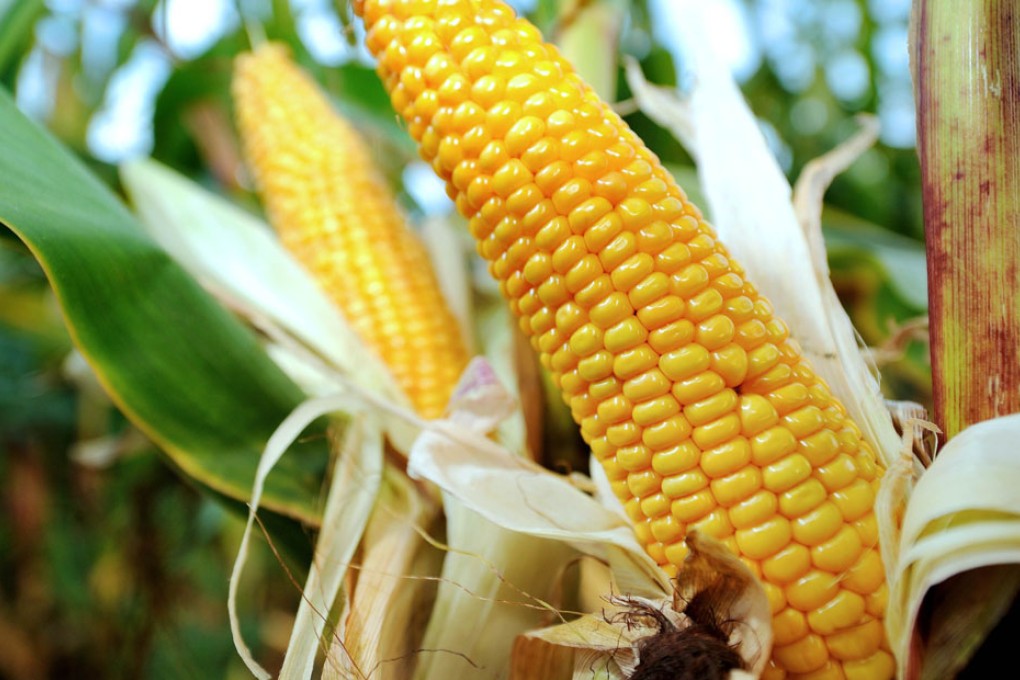 China has rejected more than 600,000 tonnes of US corn and corn products containing MIR 162.