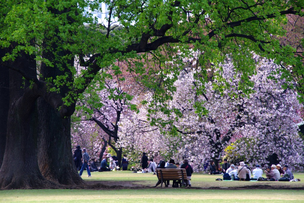 Spring cherry blossoms in Tokyo.