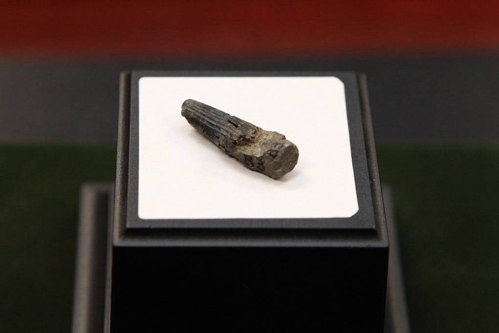 The fish-eating dinosaur's fossil tooth, which was found after a nearly two-year dig. Photo: AFP