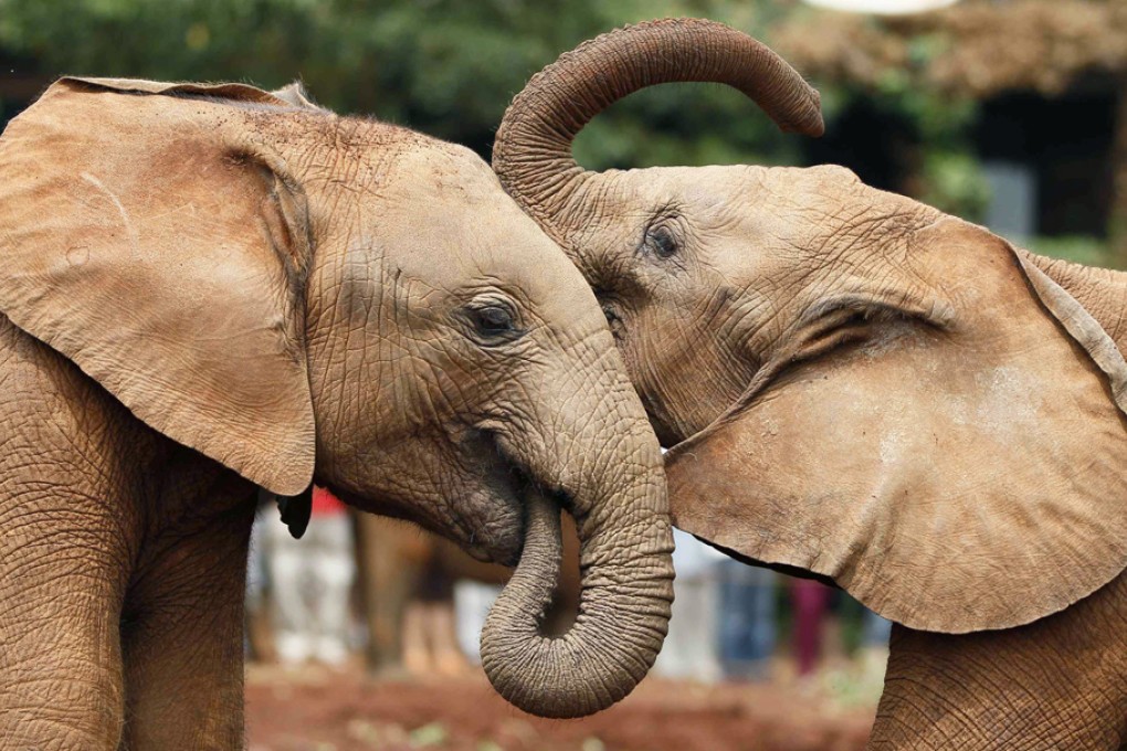 Asian elephants help their pals feel better by trumpeting sympathetic noises. Photo: Reuters