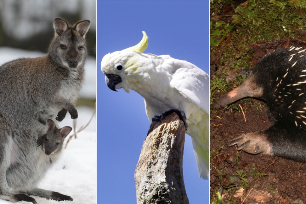 The cache included cockatoos, echidnas and wallabies. Photo: AFP, SCMP Pictures