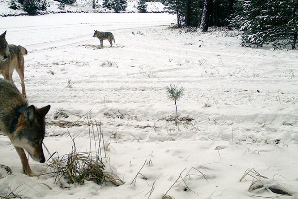 A wolf pack in Germany. Photo: MCT