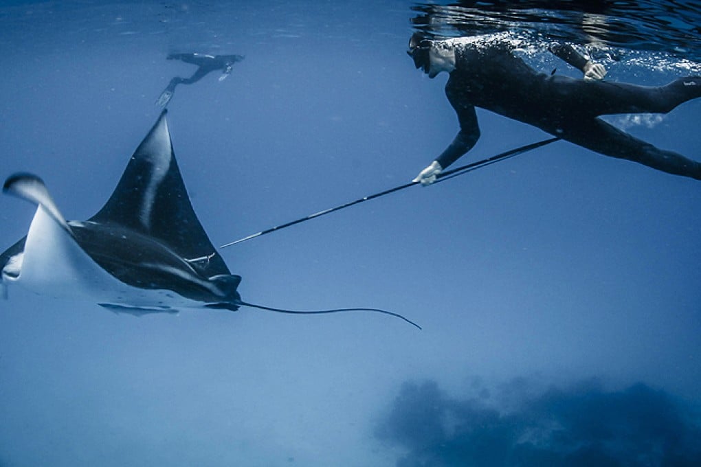 Indonesia on Friday became home to the world's biggest manta ray sanctuary covering millions of square kilometres, as it seeks to protect the huge winged fish and draw more tourists to the sprawling archipelago. Photo: AFP
