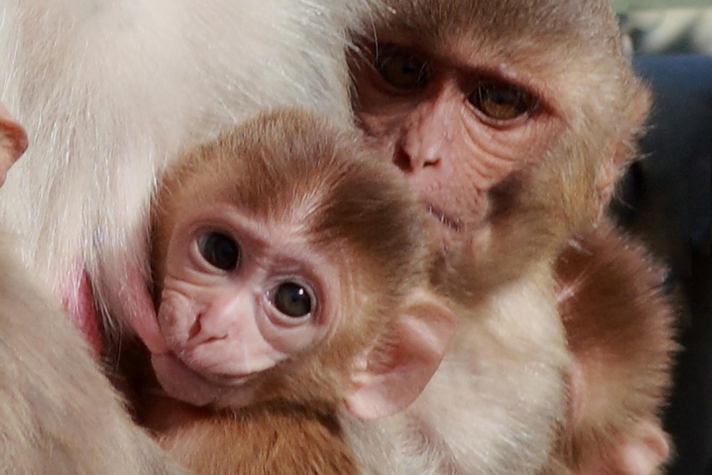 Engineers and neuroscientists used rhesus monkeys to show that a subject can control a paralysed limb purely with its thoughts. Photo: AP