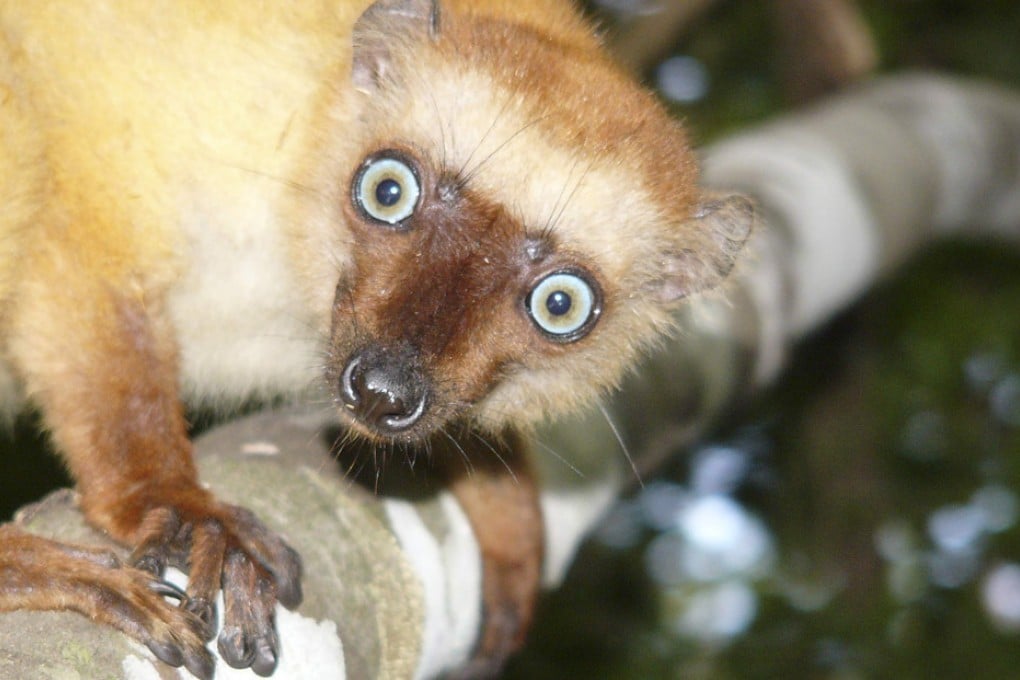This Madagascan lemur could face extinction. Photo: Reuters