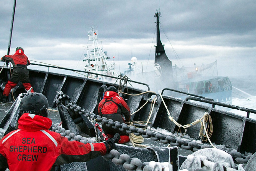 A Japanese harpoon vessel crosses the bow of the Bob Barker at close range on Sunday. Photo: AFP
