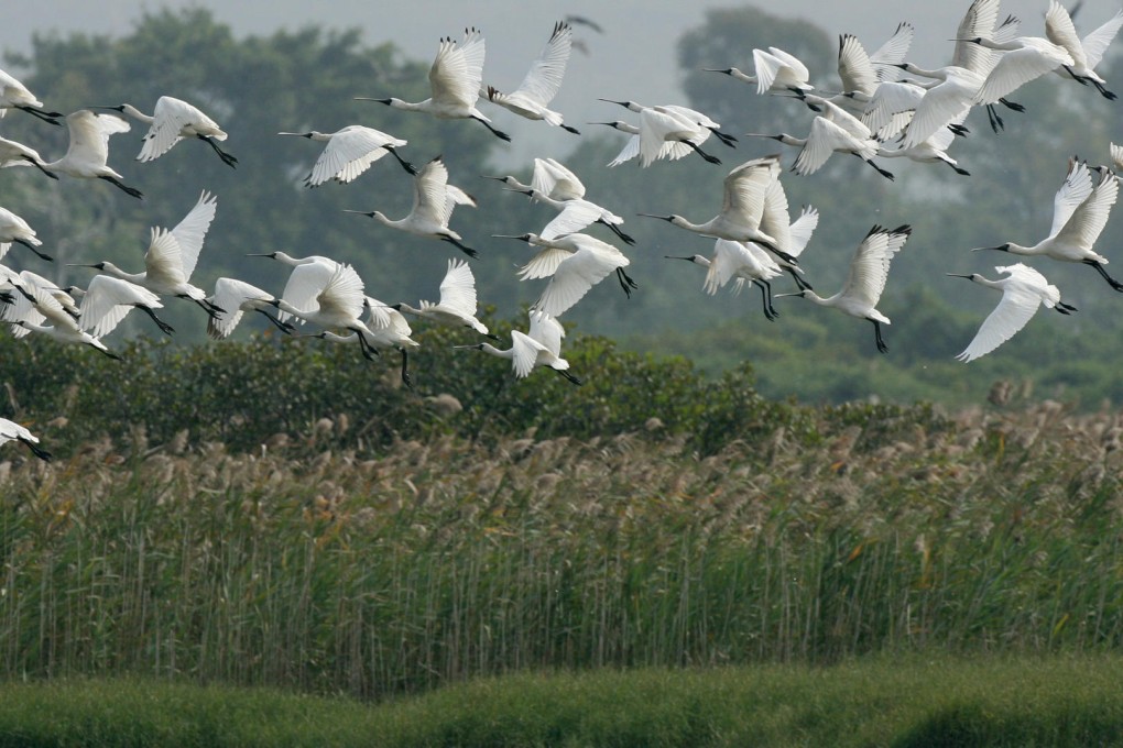 A flock of black-faced spoonbills circle over the Mai Po Nature Reserve. Their numbers were down 30 per cent this year. Photo: Dickson Lee
