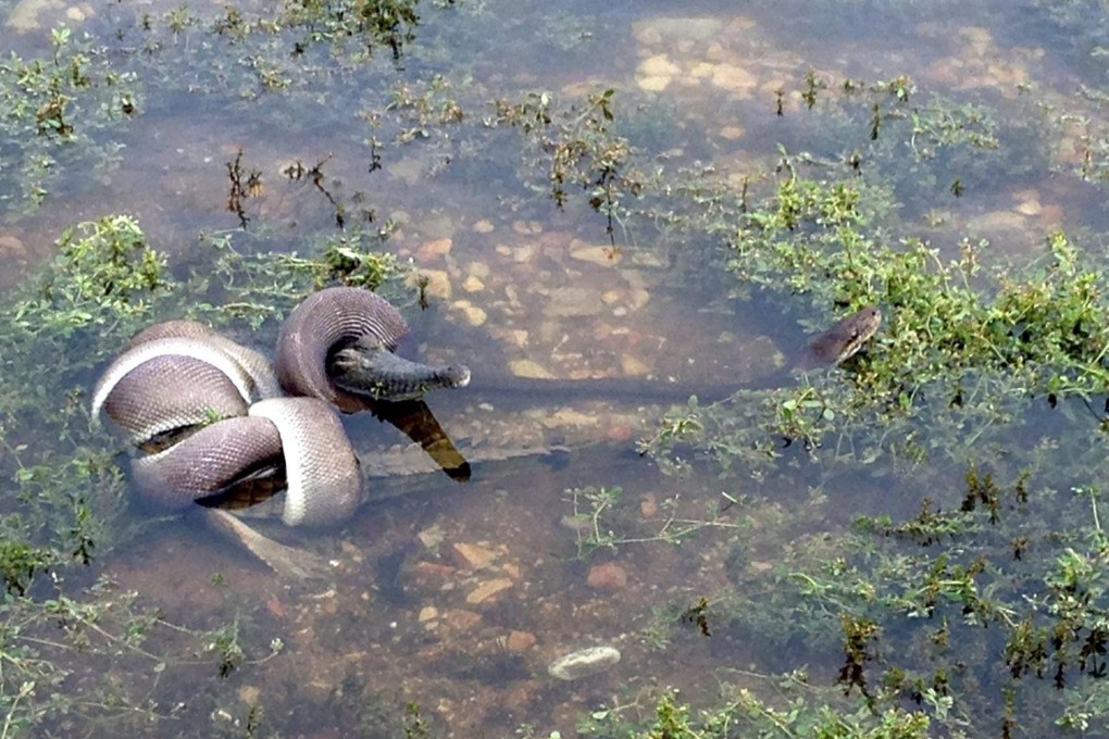A mobile-phone picture of the deadly struggle. Photo: EPA