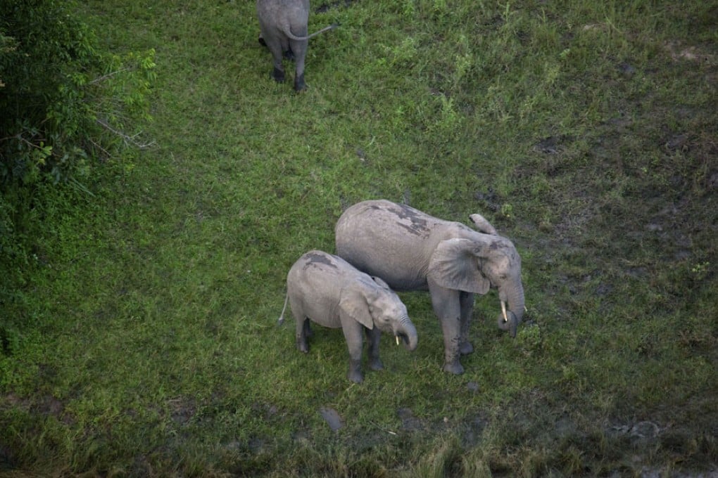 African elephants are being poached in record numbers to satisfy the demand for ivory.