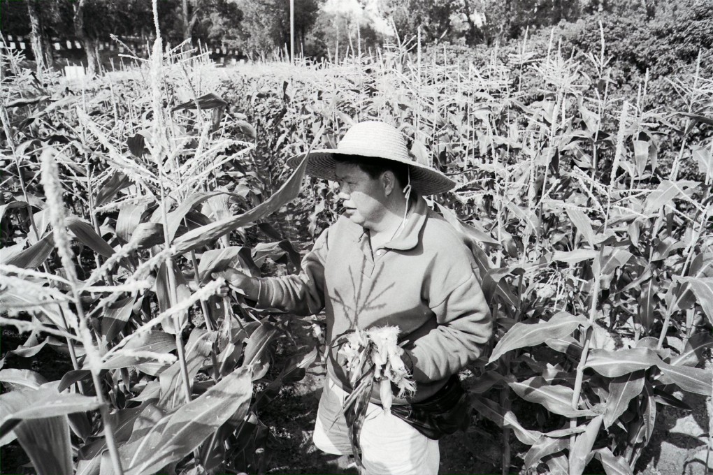 A farmer tends his crops in Fanling in 1991.