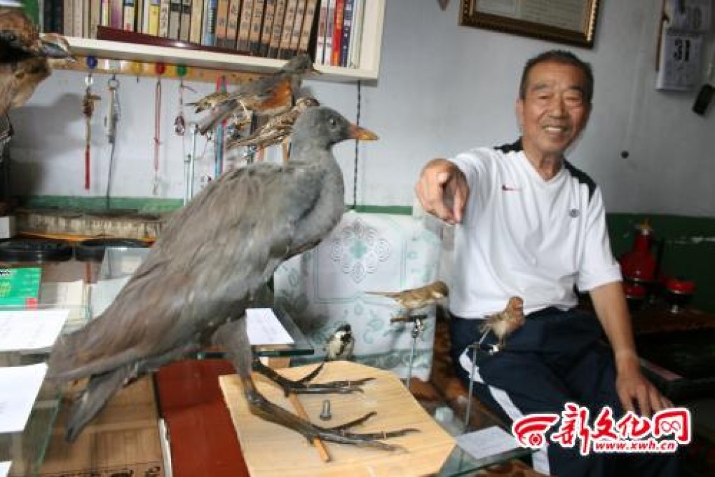 Hu Zhentao has filled his home with more than 700 bird specimens, including this purple swamphen.  Photo: New Culture View