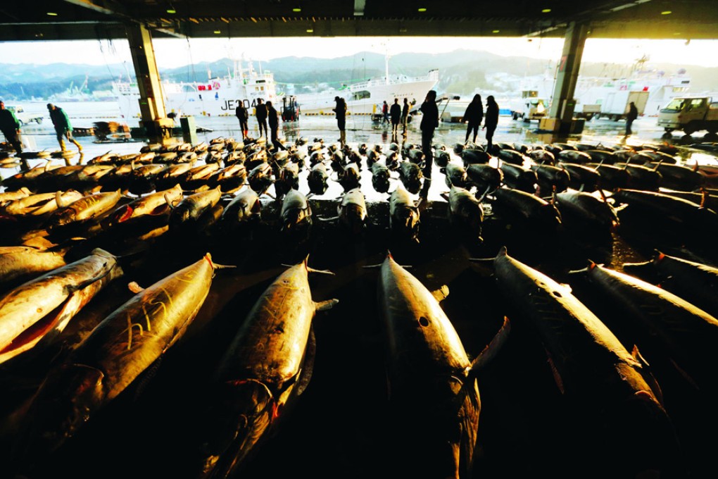 Buyers inspect billfish meat ahead of an auction at the fish market in Kesennuma City, Miyagi prefecture, part of the Tohoku region devastated by the tsunami. Photo: Bloomberg