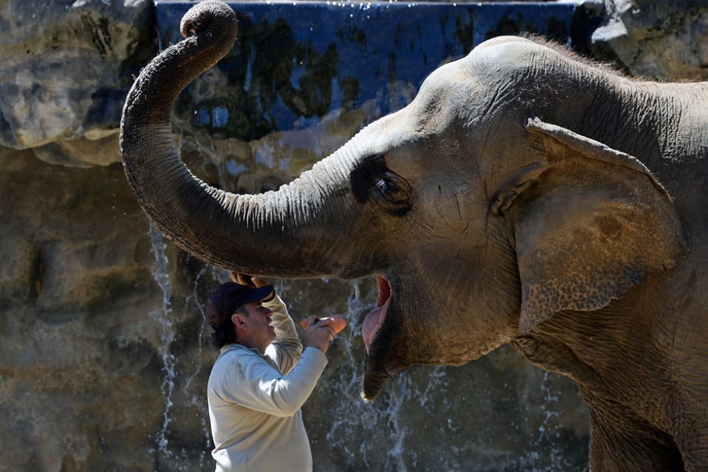 African elephants who hear human voices can tell people of different sexes, ages and even ethnic groups apart. Photo: AFP