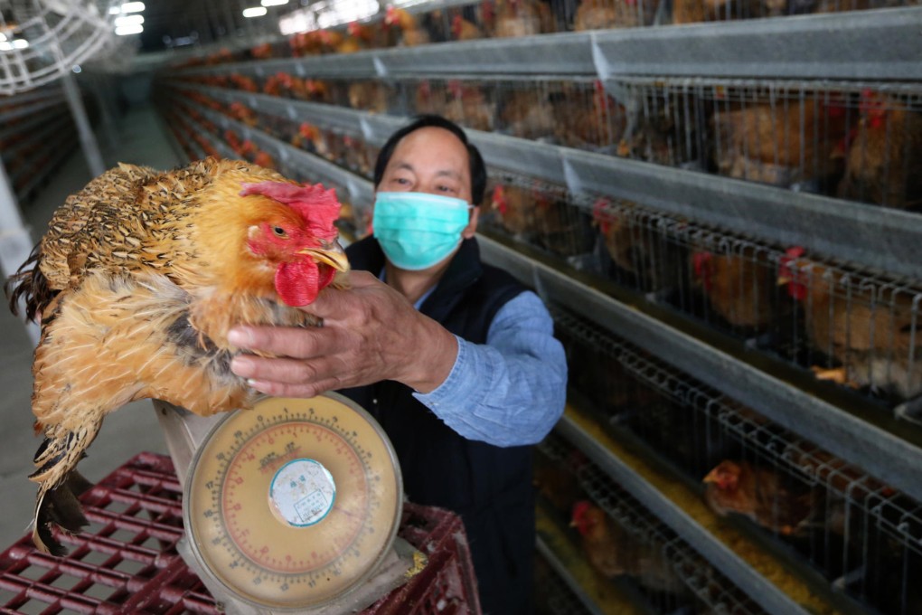 Chicken farmer Pang Tat-sang said he sold 90-day old chickens for HK$20 per catty but older chickens for HK$12. Photo: David Wong