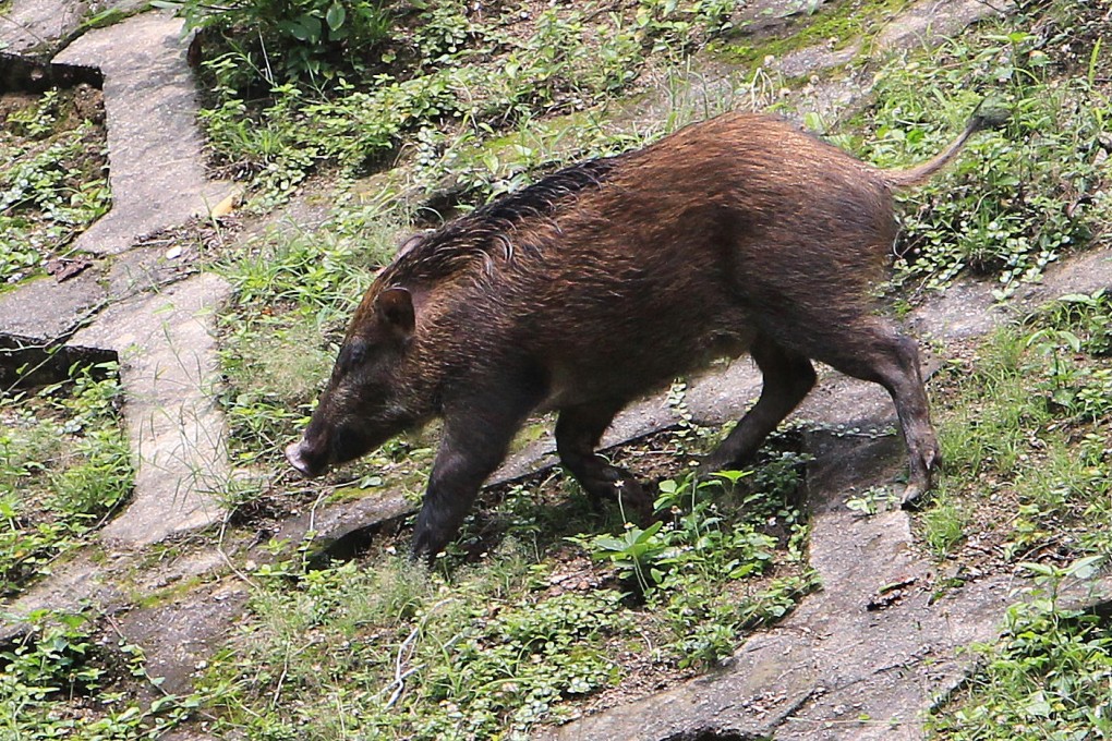 Wild boars can do a lot of damage. Photo: Dickson Lee