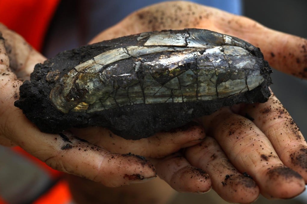A fossilised mussel shell found by a crew of workers. Photo: MCT