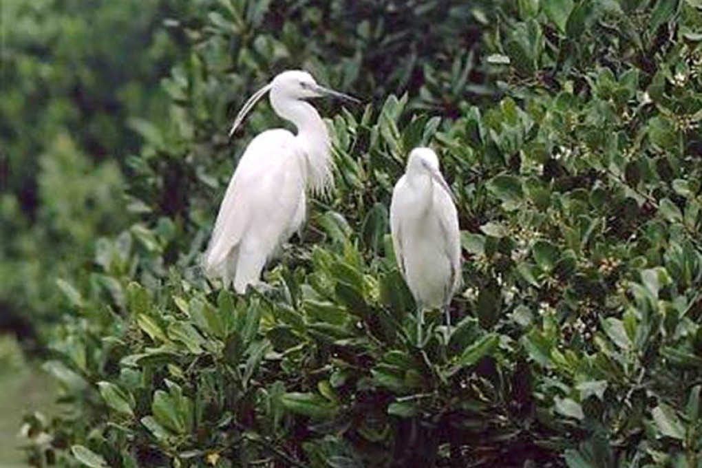 Little egrets are one of three types of the bird nesting in the colony.