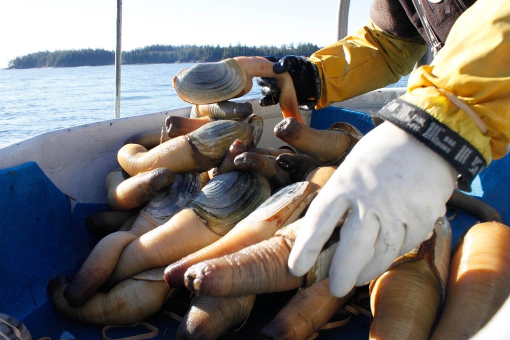 These geoducks will be immediately flown to Asia. Photo: AFP